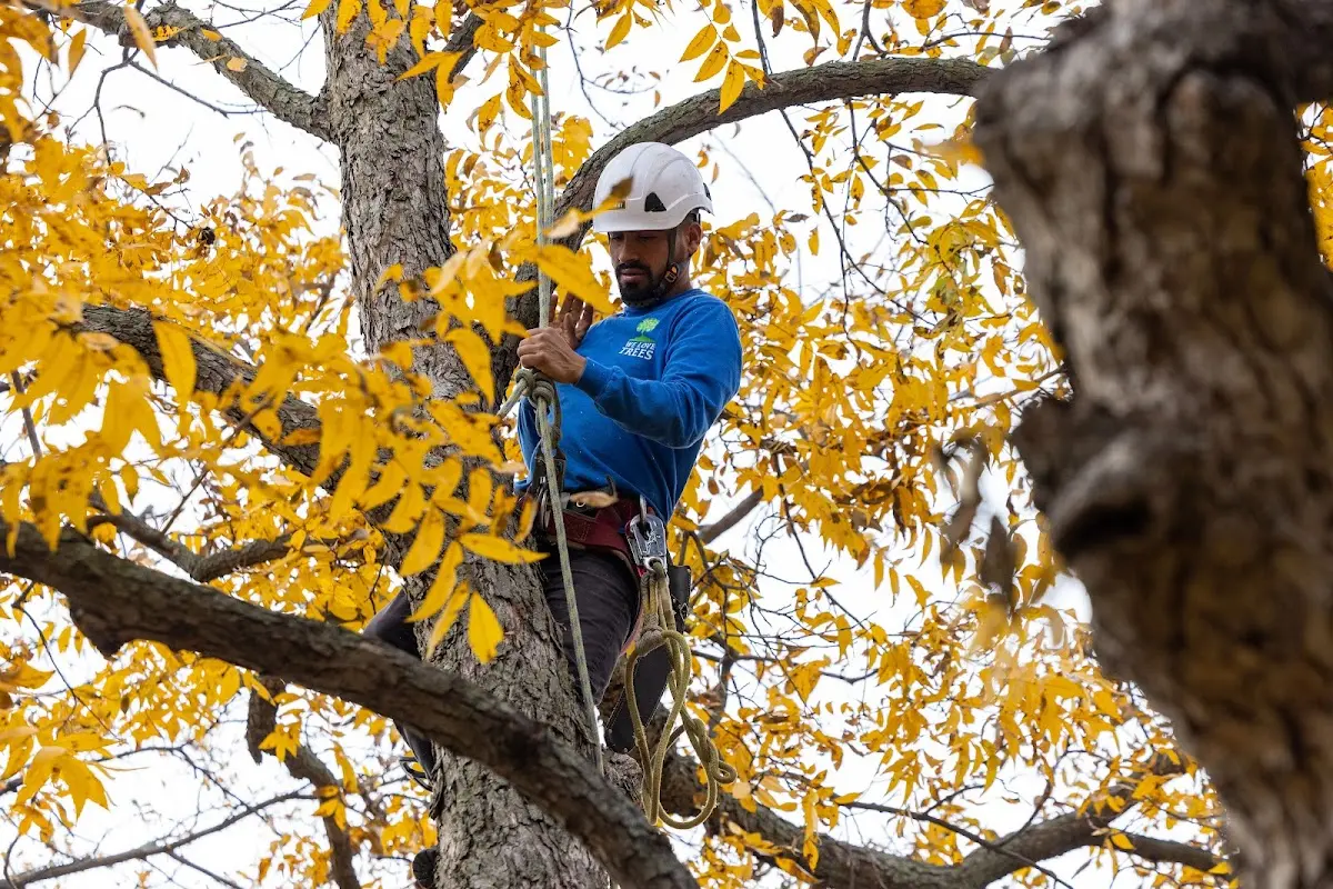 Skilled Storm Damage Cleanup crew working in Stanton